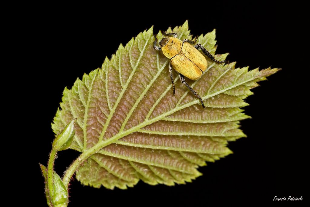 Rutelidae: maschio di Hoplia argentea